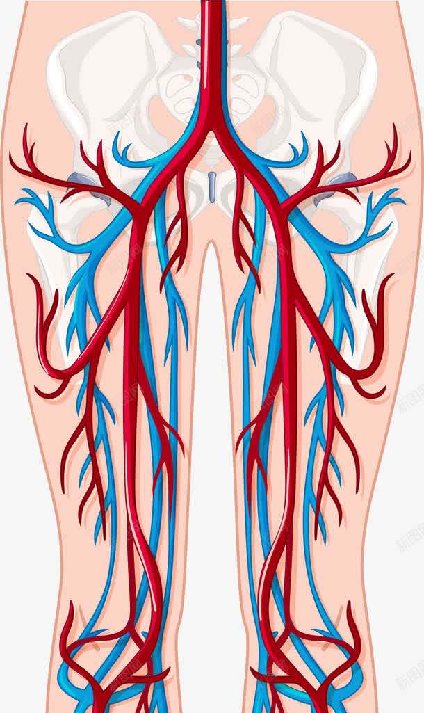 复杂的人体器官png免抠素材_新图网 https://ixintu.com 人体 人体器官 人体躯干 人的肢体 卡通人体 卡通肢体 器官 四肢 血管 血管图案 躯体