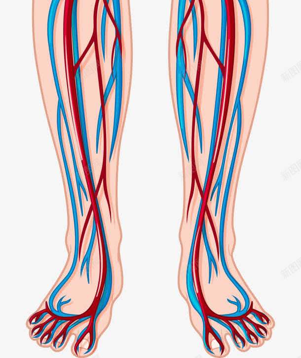 复杂的人体器官png免抠素材_新图网 https://ixintu.com 人体 人体器官 人体躯干 人的肢体 卡通人体 卡通肢体 器官 四肢 血管 血管图案 躯体