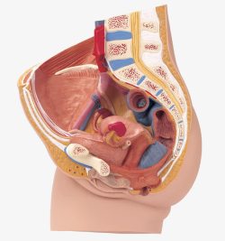 人体解剖图人体器官构造高清图片