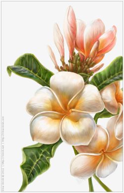 手绘鸡蛋花素材