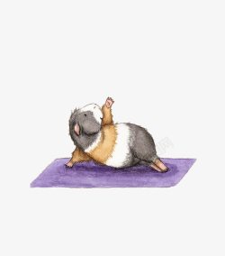 豚鼠小瑜伽可爱插画高清图片