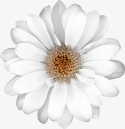 精美白花花卉高清图片