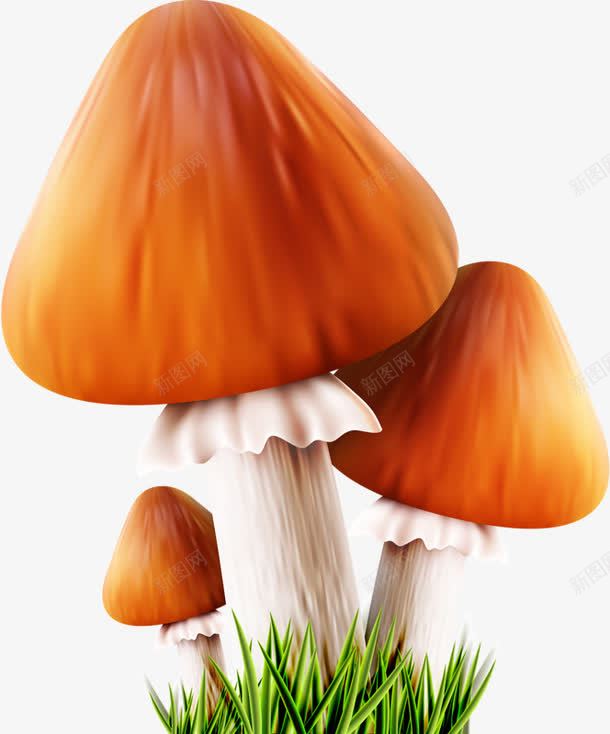 真菌蘑菇png免抠素材_新图网 https://ixintu.com 手绘 真菌 菌类 蘑菇