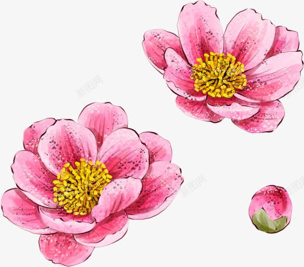 手绘水彩粉色花朵植物png免抠素材_新图网 https://ixintu.com 植物 水彩 粉色 花朵