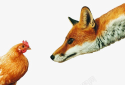 狐狸捕猎狐狸吃鸡图案高清图片