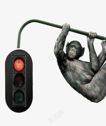 红绿灯上的大猩猩png免抠素材_新图网 https://ixintu.com 创意 大猩猩 红灯 红绿灯
