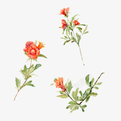植物花卉图水彩手绘植物花卉图高清图片