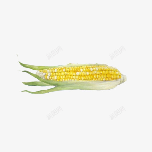 玉米写实手绘png免抠素材_新图网 https://ixintu.com 庄稼 彩色图 手绘 植物 玉米 黄色