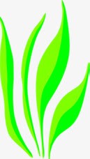 合成扁平绿色的海藻植物png免抠素材_新图网 https://ixintu.com 合成 扁平 植物 海藻 绿色