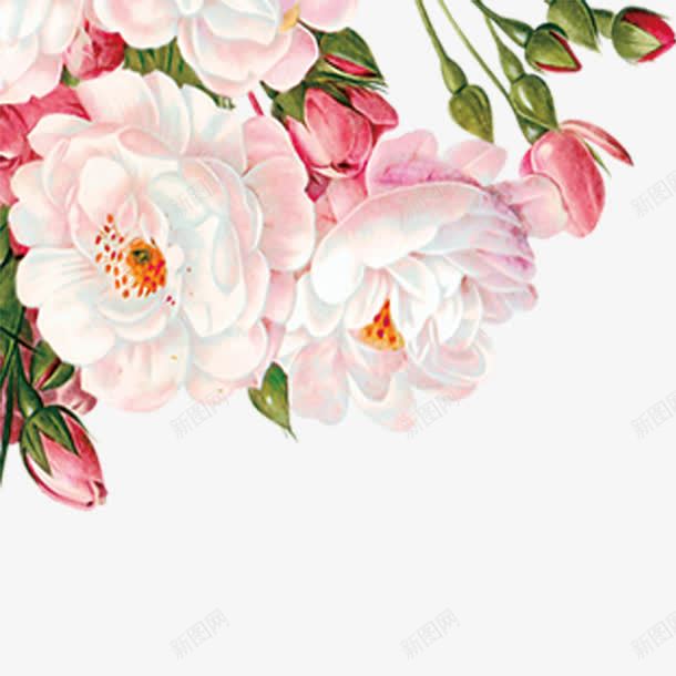 手绘花朵花纹装饰png免抠素材_新图网 https://ixintu.com 手绘花朵 玫瑰 粉色花朵