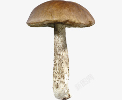 长蘑菇素材