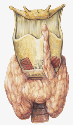 甲状软骨甲状腺结缔组织高清图片