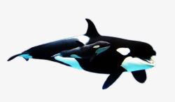 鍙椂鐨勮最萌的动物之虎鲸高清图片