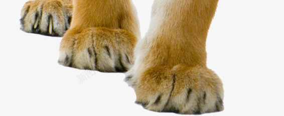 老虎png免抠素材_新图网 https://ixintu.com 动物 实物 猛禽 老虎