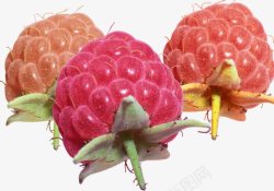 大麦泡树莓果实实物高清图片
