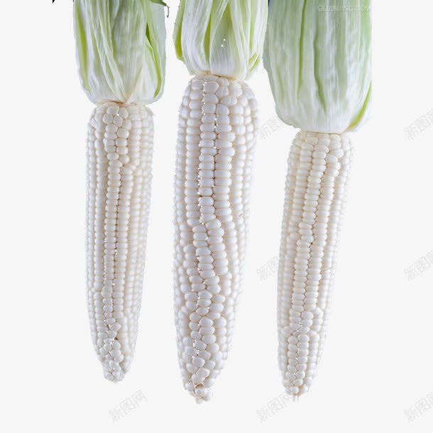 挂着的白玉米png免抠素材_新图网 https://ixintu.com 一串玉米 主食 挂着的 掰玉米 白色 粮食