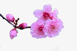 美丽的三月桃花素材