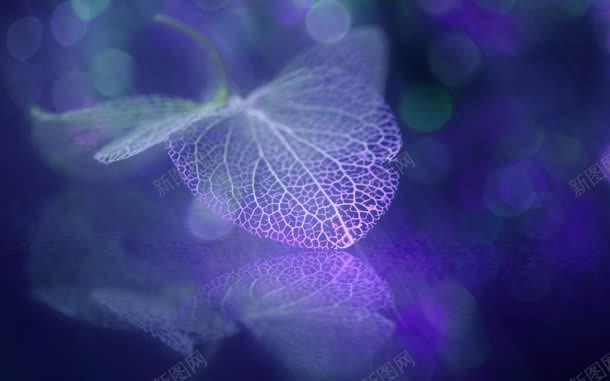 紫色半透明树叶脉络jpg设计背景_新图网 https://ixintu.com 树叶 紫色 脉络 透明
