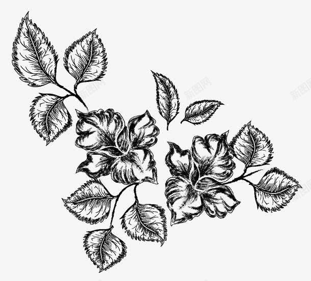 素描花卉png免抠素材_新图网 https://ixintu.com 树叶 植物 花朵 铅笔画 黑色