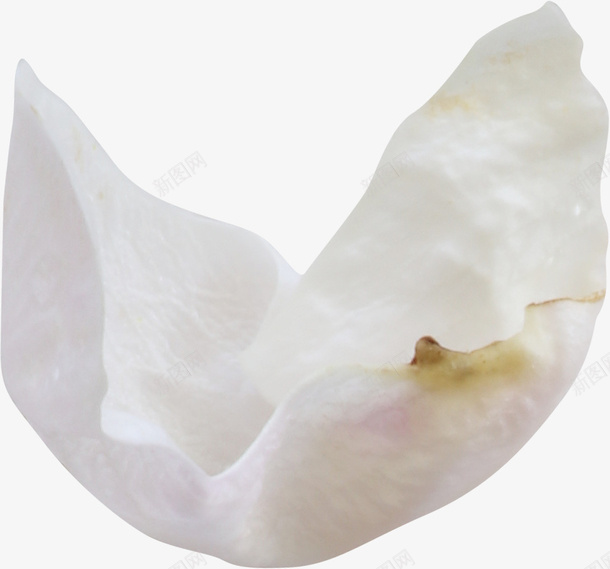 白色花瓣png免抠素材_新图网 https://ixintu.com 一片 卡通 手绘 白色 简图 花朵 花瓣 装饰