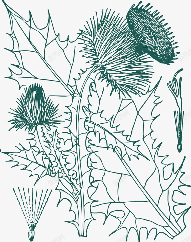 荆棘卡通水飞蓟矢量图ai免抠素材_新图网 https://ixintu.com 卡通植物 植物 水生植物 水飞蓟 矢量植物 荆棘 矢量图