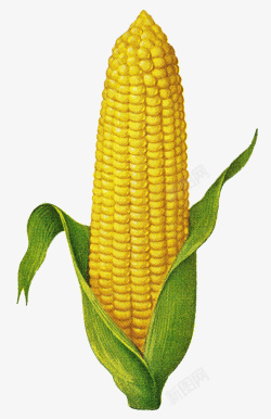 玉米玉米叶素材