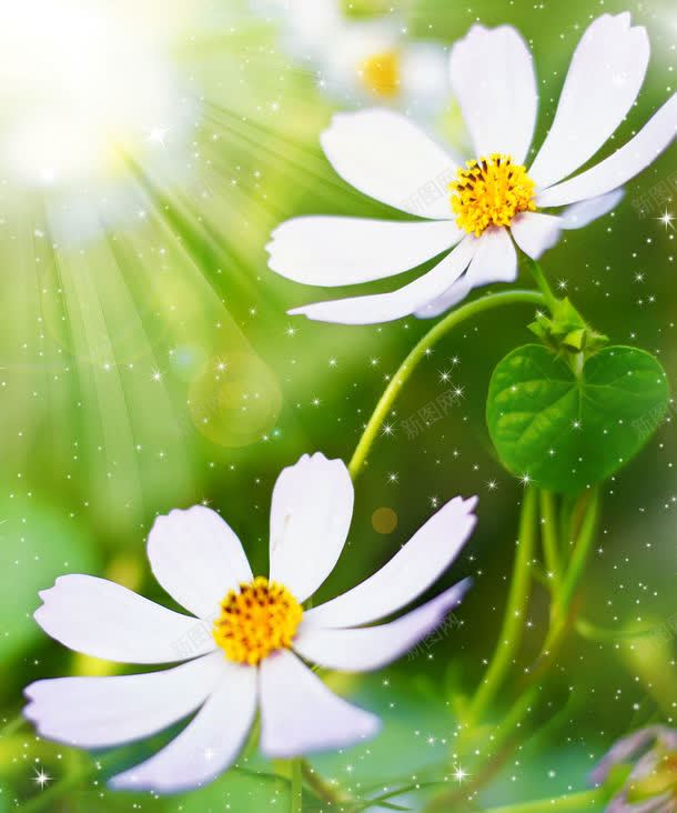 梦幻花纹背景jpg设计背景_新图网 https://ixintu.com 卡通背景 图片素材 底纹 底纹背景 手绘 插画 时尚花纹 梦幻背景 梦幻花纹背景素材图片 梦幻花纹背景素材图片素材下载 背景墙 背景花边 花朵 花纹 鲜花