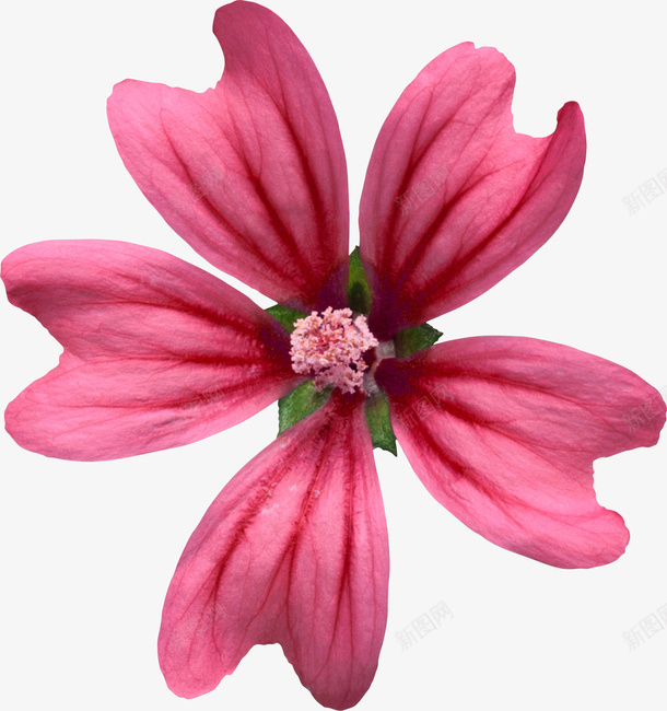 花朵鲜花psdpng免抠素材_新图网 https://ixintu.com 创意花卉图片 卡通鲜花图片 手绘花朵 手绘花朵图片素材 花朵