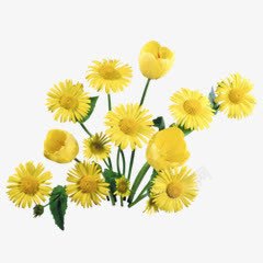 黄色小花朵实物素材