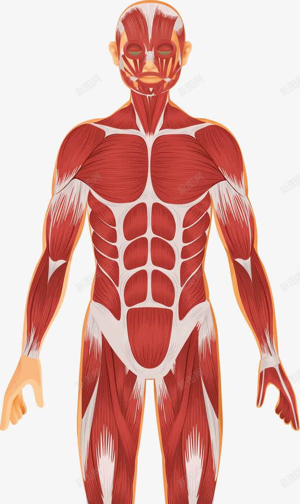 人体解剖图png免抠素材_新图网 https://ixintu.com 人体 人体器官 人体躯干 人的肢体 卡通人体 卡通肢体 器官 四肢 躯体