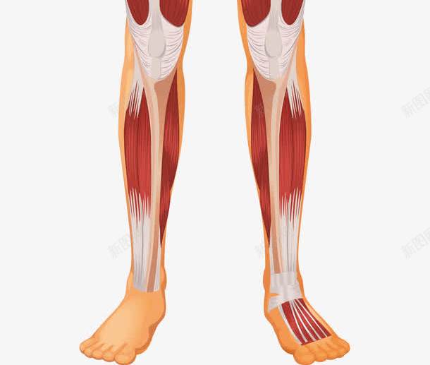 人体解剖图png免抠素材_新图网 https://ixintu.com 人体 人体器官 人体躯干 人的肢体 卡通人体 卡通肢体 器官 四肢 躯体