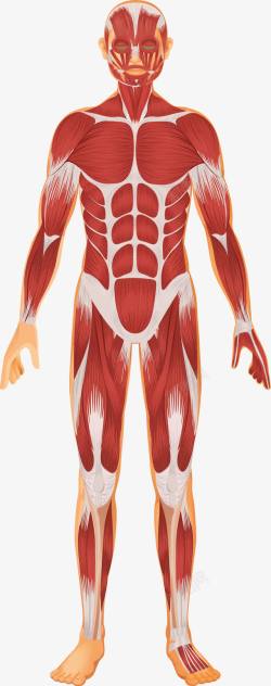人的躯干人体解剖图高清图片