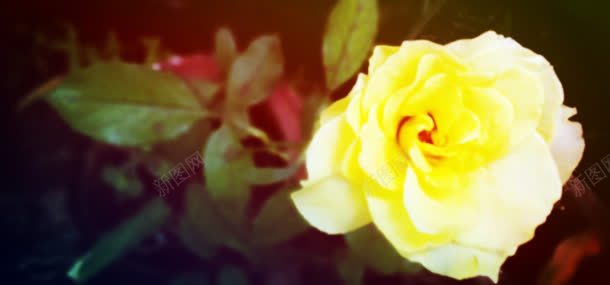 黄色玫瑰背景jpg设计背景_新图网 https://ixintu.com 植物 玫瑰 花朵 鲜花