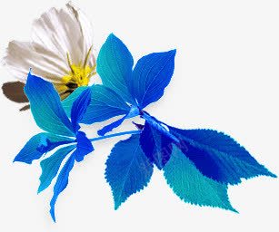蓝色树叶白色花朵png免抠素材_新图网 https://ixintu.com 树叶 白色 花朵 蓝色
