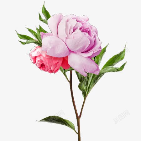 粉色美丽的花手绘png免抠素材_新图网 https://ixintu.com 手绘 插画 粉色 美丽的花