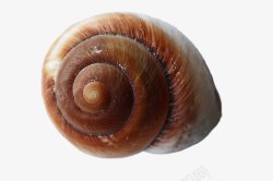 娴锋磱楸海蜗牛壳高清图片