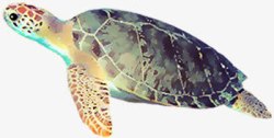 游泳的乌龟海龟高清图片