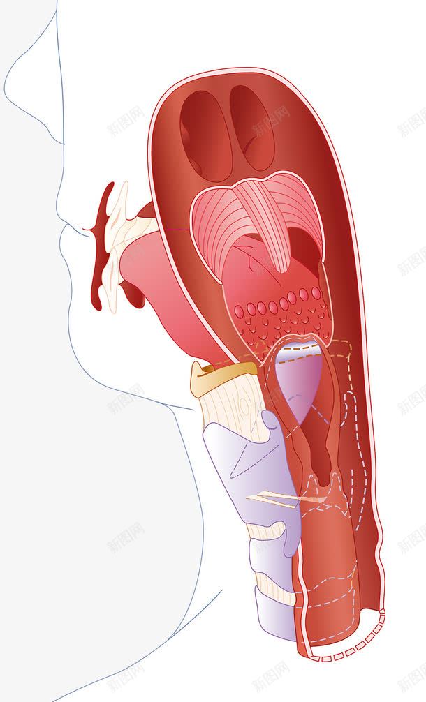 人体呼吸系统png免抠素材_新图网 https://ixintu.com 呼吸系统 器官 甲状腺 食道