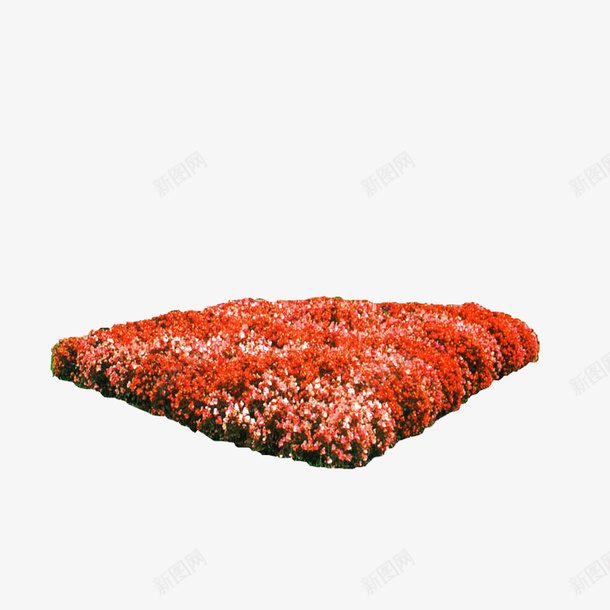 早地psd免抠素材_新图网 https://ixintu.com 植物 秋意 红色 花圃