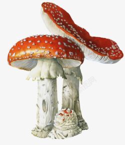 红色毒蘑菇香菇素材