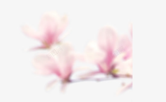 花png免抠素材_新图网 https://ixintu.com 粉色的花 花 花瓣