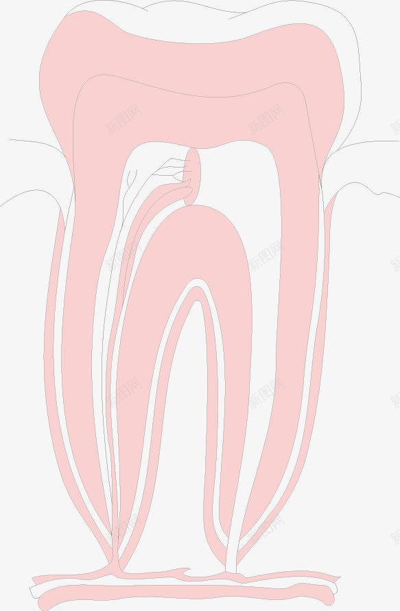 口腔科png免抠素材_新图网 https://ixintu.com 乳牙 儿科 牙齿 粉色