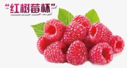 红树莓素材