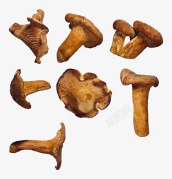 菇子菌类食用菇高清图片