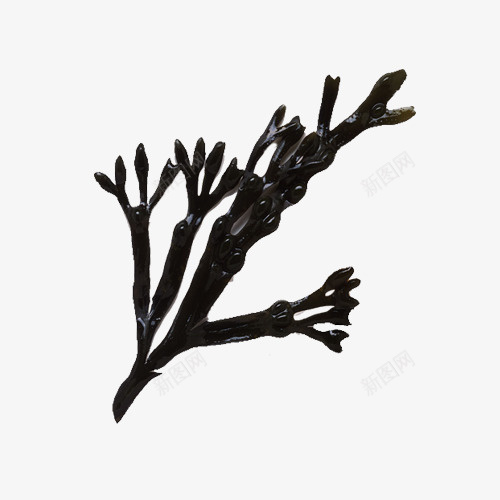 雕塑墨角藻png免抠素材_新图网 https://ixintu.com 仿真雕塑 墨角藻 实物设计 设计 雕塑 黑色的墨角藻