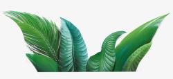 深绿色的热带植物大叶子高清图片