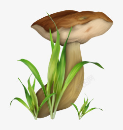 绿叶蘑菇素材