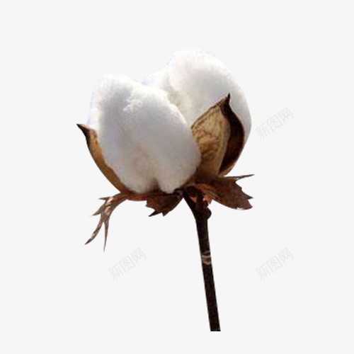 一朵精梳棉花png免抠素材_新图网 https://ixintu.com 一朵 棉花 棉花朵 植物 精梳棉