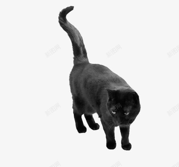 黑色的猫png免抠素材_新图网 https://ixintu.com png素材 黑色的猫