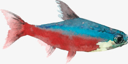 手绘水彩的鱼儿图素材